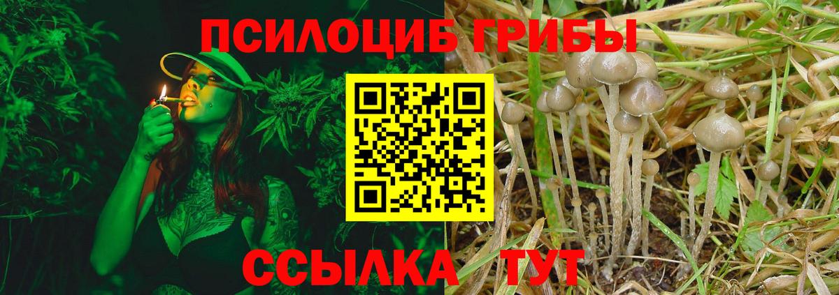 Псилоцибиновые грибы мицелий Владикавказ